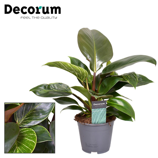 Philodendron Maximus (decorum) - Ø14cm - ↕30cm - Pflanzfix24