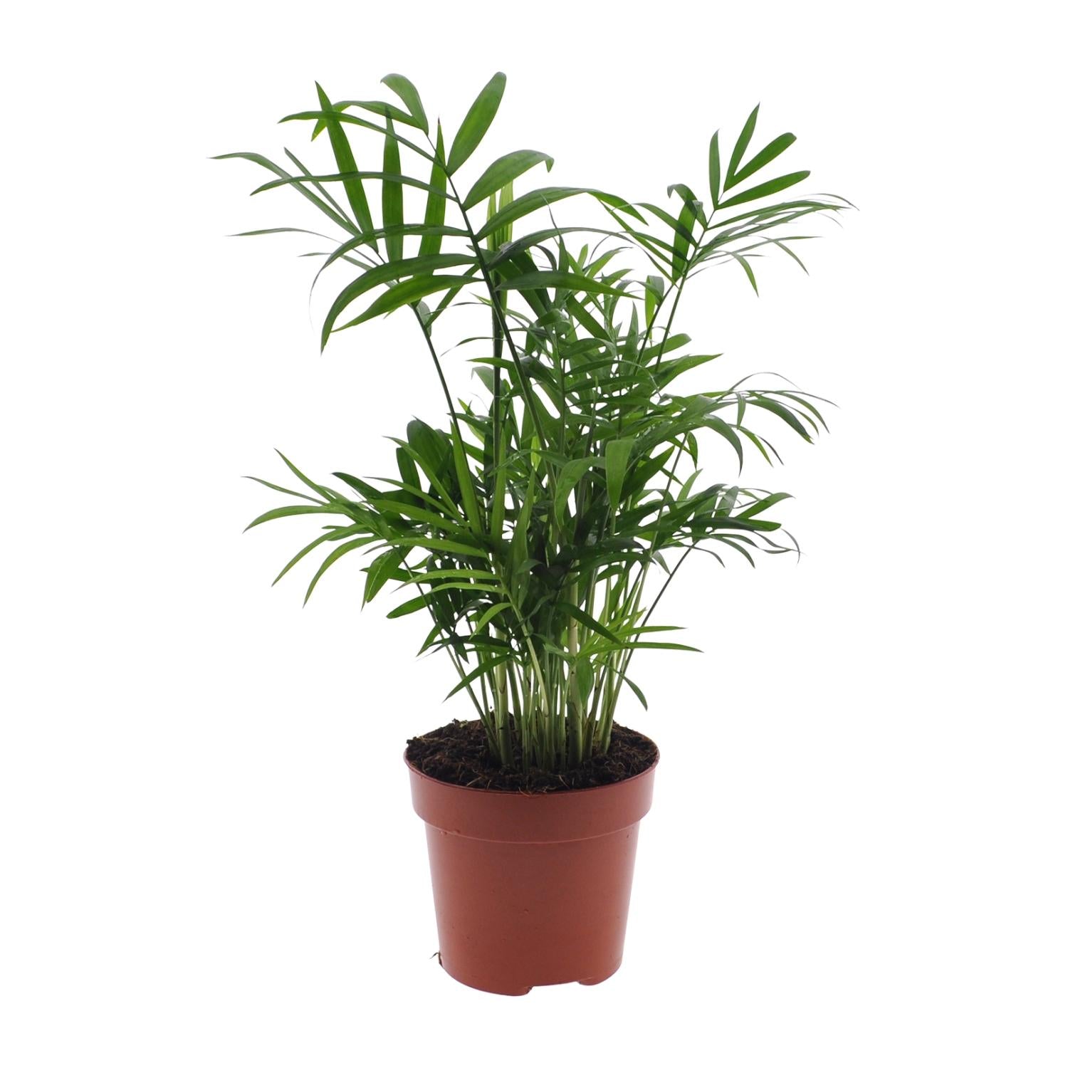 Chamaedorea Elegans - Mexikanische Bergpalme - Ø17cm - Pflanzfix24.de - Pflanzfix24.de