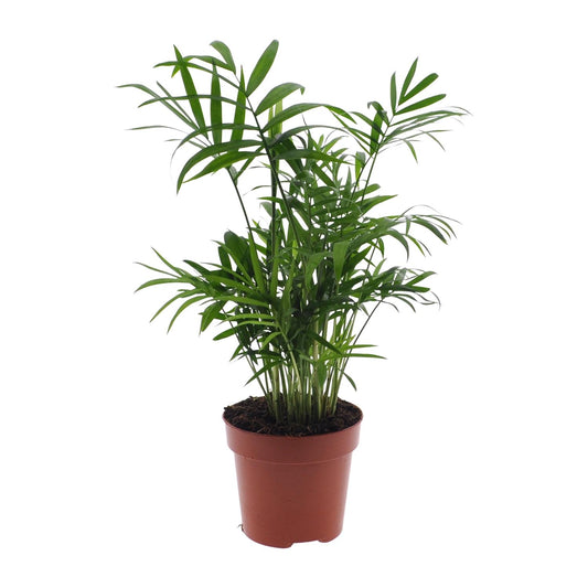 Chamaedorea Elegans - Mexikanische Bergpalme - Ø17cm - Pflanzfix24.de - Pflanzfix24.de