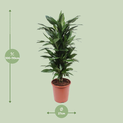 Dracaena Janet Lind - Ø27cm - ↕110cm - Pflanzfix24