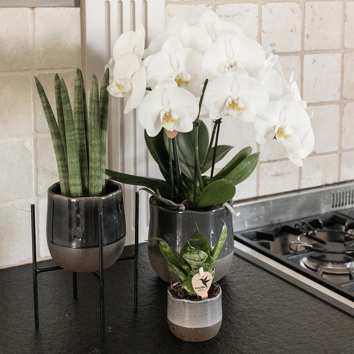 Pflanzenständer Metall Ø12cm schwarz – Kolibri Home | Pflanzfix24.de - Pflanzfix24.de