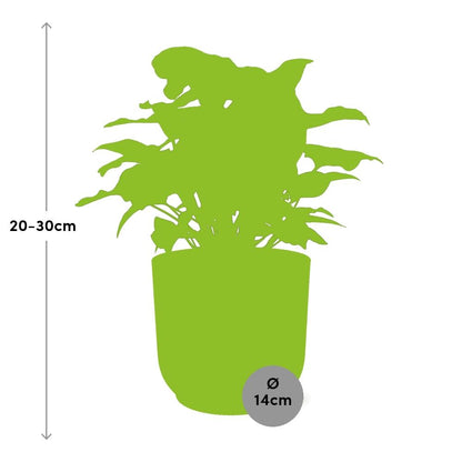 Syngonium Arrow in ELHO Vibes Fold 14cm geel - Pflanzfix24
