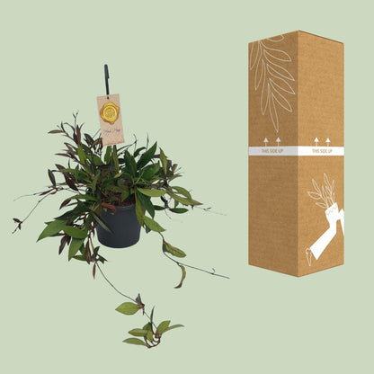 Hoya Carnosa Compacta - Ø19cm - ↕20cm - Pflanzfix24