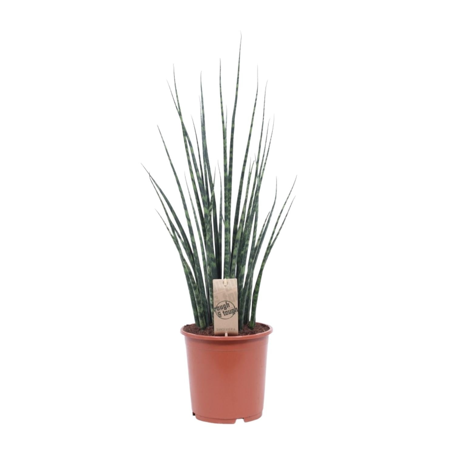 Sansevieria Fernwood Mikado Ø19cm – 80cm hoch | Pflanzfix24.de - Pflanzfix24.de