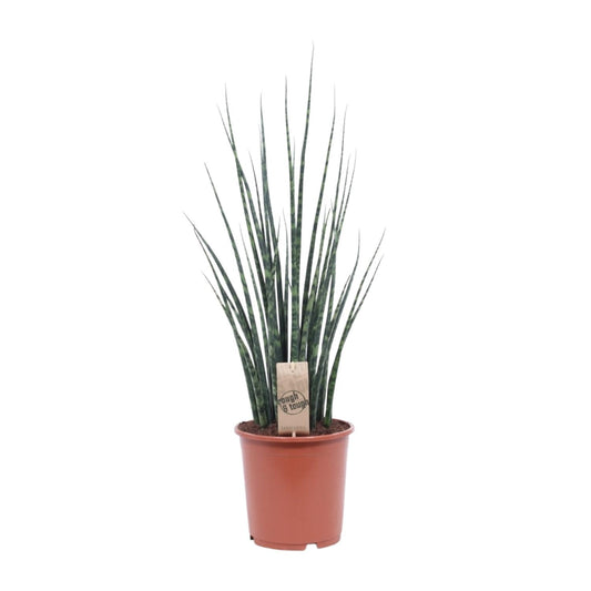 Sansevieria Fernwood Mikado Ø19cm – 80cm hoch | Pflanzfix24.de - Pflanzfix24.de