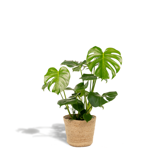 Monstera Deliciosa Zimmerpflanze mit Körbchen - Pflanzfix24