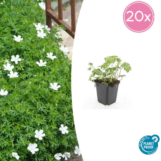 Geranium sang. 'Album' - 10-25cm - Ø9cm - Pflanzfix24