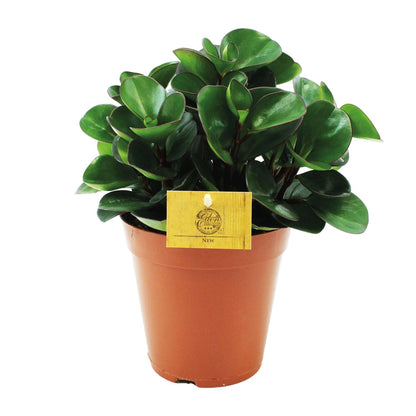 Peperomia Burning Bush - Ø15cm - pflanzfix24