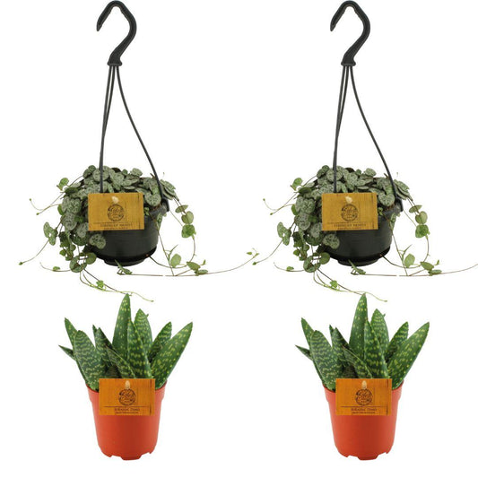 2er Set Aloe Paradisicum und Ceropegia Woodii - 4 Stück - Ø10.5cm - Pflanzfix24