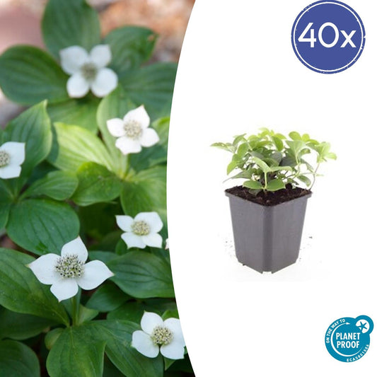 40x Cornus canadensis - ↕10-25cm - Ø9cm - Pflanzfix24.de - Pflanzfix24.de