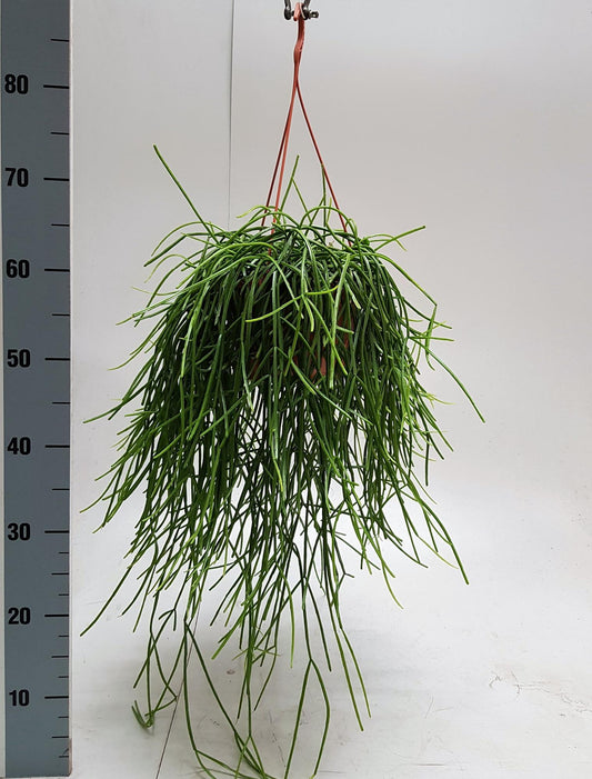 Rhipsalis Kirbergii 20cm - Pflanzfix24