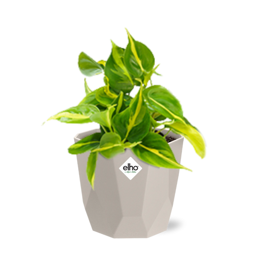 Philodendron Scandens ‘Brasil’ in ELHO b.for rock 14 cm warm grey - Pflanzfix24