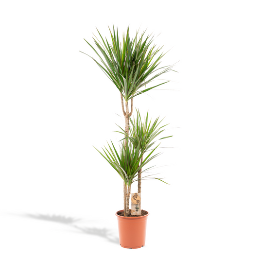 Dracaena Marginata - Ø21cm - ↕120cm - Pflanzfix24.de - Pflanzfix24.de