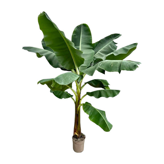 Bananenplant (Musa) - 250 cm - ø30 - Pflanzfix24
