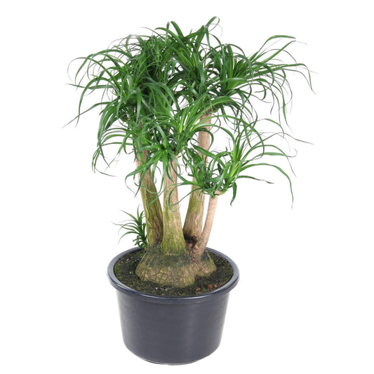 Beaucarnea vertakt - 110 cm - ø41 bei Pflanzfix24.de - Pflanzfix24.de
