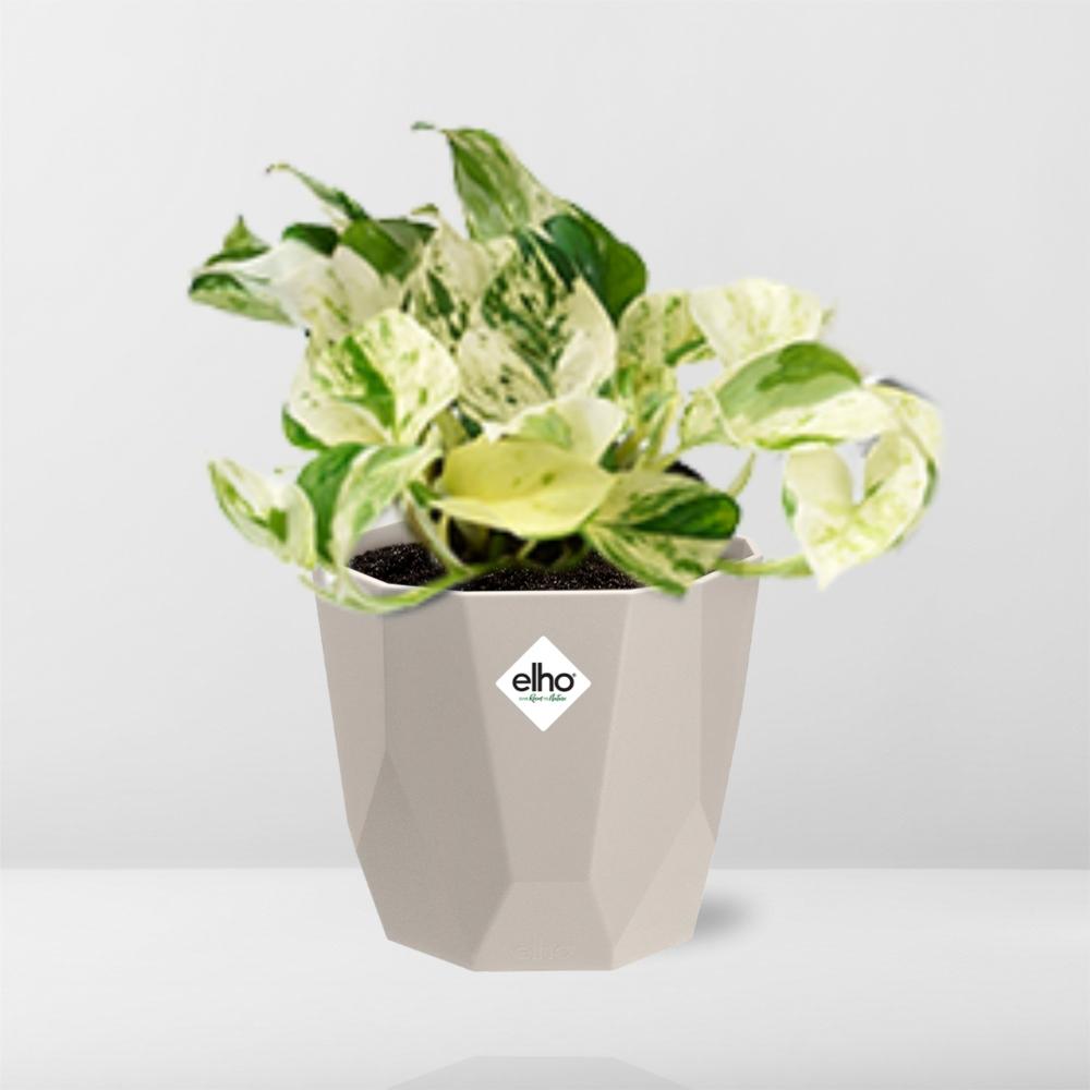 Epipremnum Pinnatum Happy Leaf in ELHO b.for rock 14 cm warm grey - Pflanzfix24