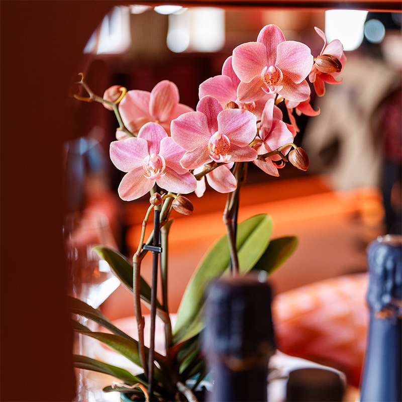 Kolibri Orchids | KOMBI-ANGEBOT mit 4 Phalaenopsis-Orchideen - Treviso - Topfgröße Ø9cm - Pflanzfix24
