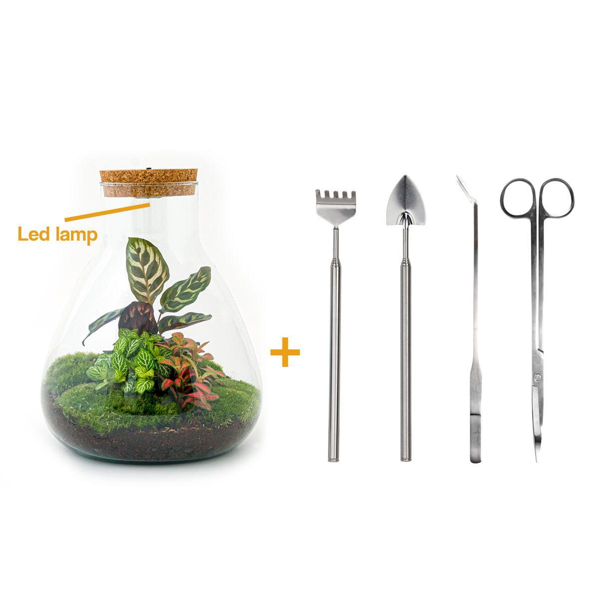 Flaschengarten - Sam Calathea mit Lampe - ↕ 30 cm - Rake + Shovel + Tweezer + Scissors - Pflanzfix24.de - Pflanzfix24.de