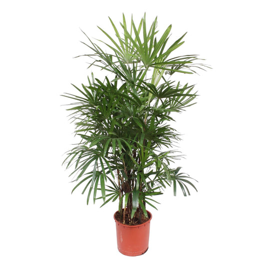 Rhapis Excelsa Damenpalme 190 cm Ø34 – Pflanzfix24
