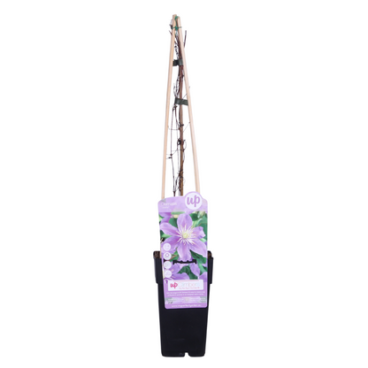 Clematis Justa - Ø15cm - ↕65cm bei Pflanzfix24.de - Pflanzfix24.de
