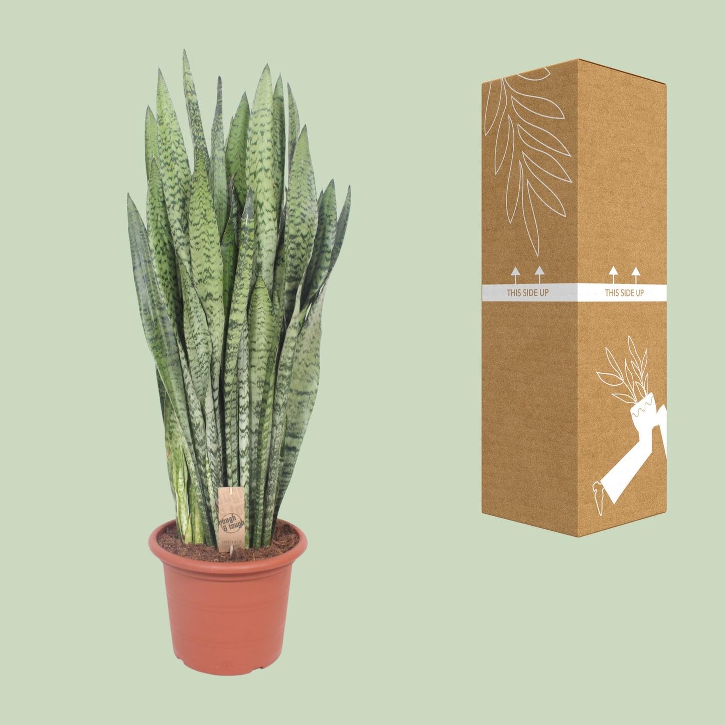 Sansevieria Zeylanica - Ø30cm - ↕110cm - Pflanzfix24