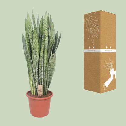 Sansevieria Zeylanica - Ø30cm - ↕110cm - Pflanzfix24