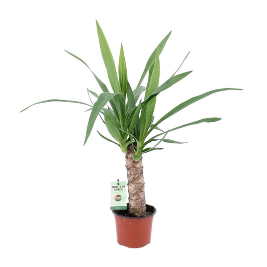 Yucca - Ø12cm - ↕50cm - Pflanzfix24