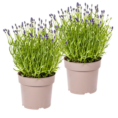 2x Lavandula angustifolia Ø19cm - ↕40 - 50cm - Pflanzfix24.de - Pflanzfix24.de
