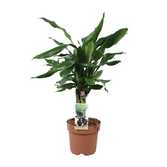 Dracaena Fagrans Steudneri Green - Ø17cm - ↕55cm - Pflanzfix24.de - Pflanzfix24.de