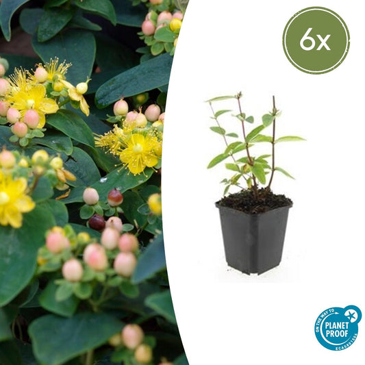 6x Hypericum inodorum 'Annebel' - ↕10-25cm - Ø9cm bei Pflanzfix24.de - Pflanzfix24.de