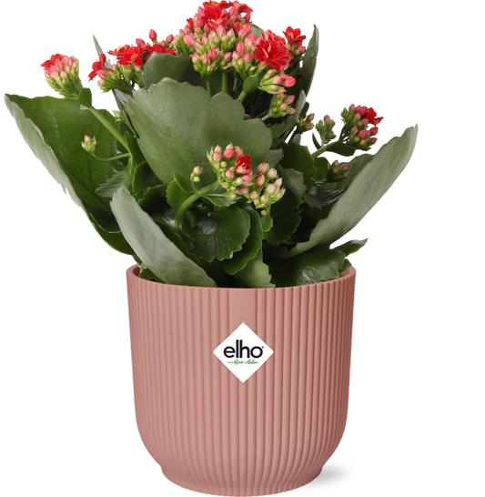 Mother’s Day Kalanchoe Rosalina + ELHO Vibes Fold Topf 14cm rosa – Pflanzfix24.de - Pflanzfix24.de