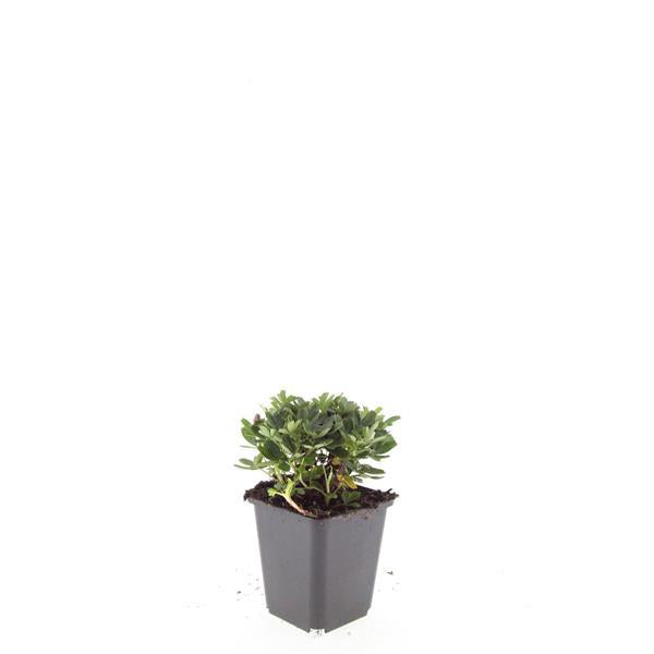 24x Potentilla tridentata 'Nuuk' - ↕10-25cm - Ø9cm bei Pflanzfix24