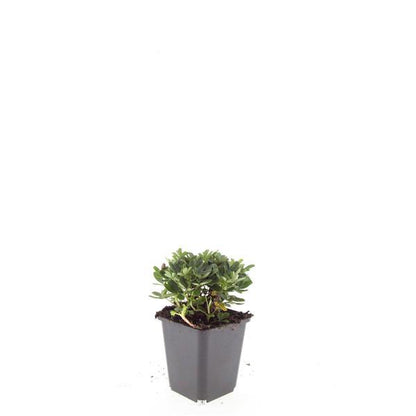 24x Potentilla tridentata 'Nuuk' - ↕10-25cm - Ø9cm bei Pflanzfix24