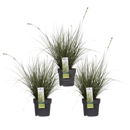3x Carex brunnea 'Variegata' - 30cm - Ø14 - Pflanzfix24