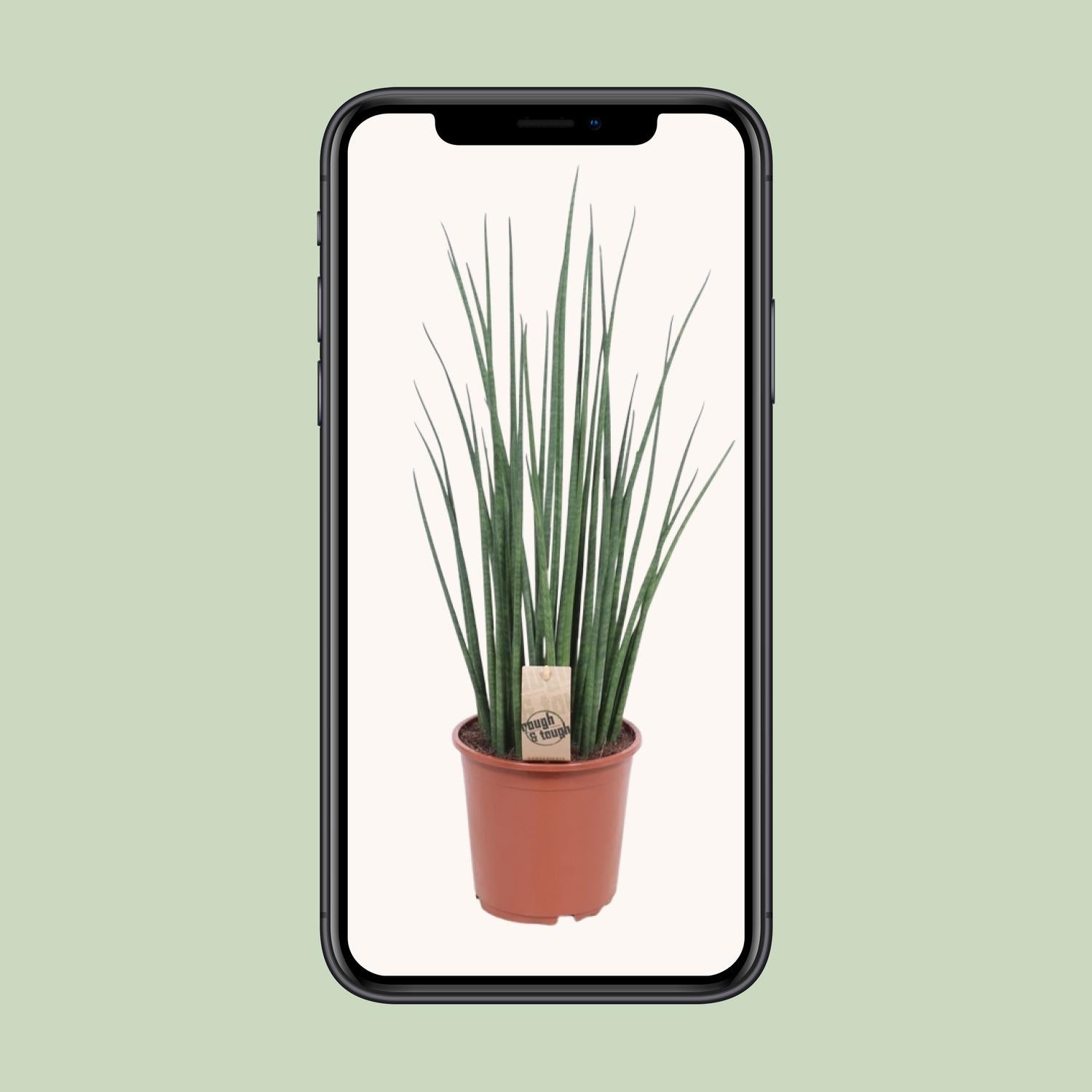 Sansevieria Mikado Ø19cm 70cm | Pflanzfix24.de - Pflanzfix24.de