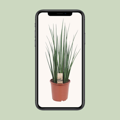 Sansevieria Mikado Ø19cm 70cm | Pflanzfix24.de - Pflanzfix24.de
