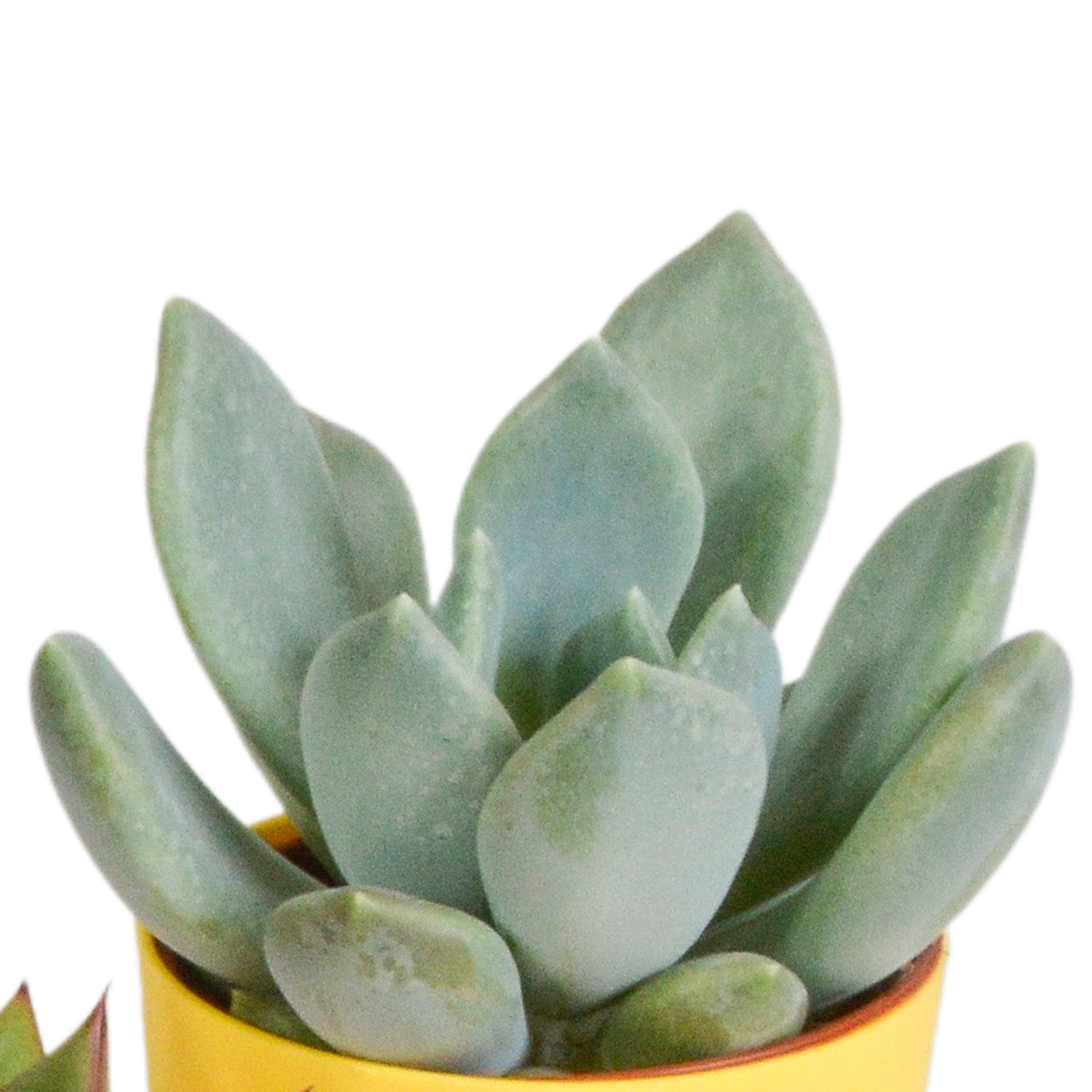 Vetplanten-Mischung 5x Sukkulenten 5,5 cm bunter Kunststofftopf | Pflanzfix24.de - Pflanzfix24.de