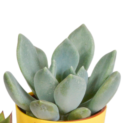 Vetplanten-Mischung 5x Sukkulenten 5,5 cm bunter Kunststofftopf | Pflanzfix24.de - Pflanzfix24.de