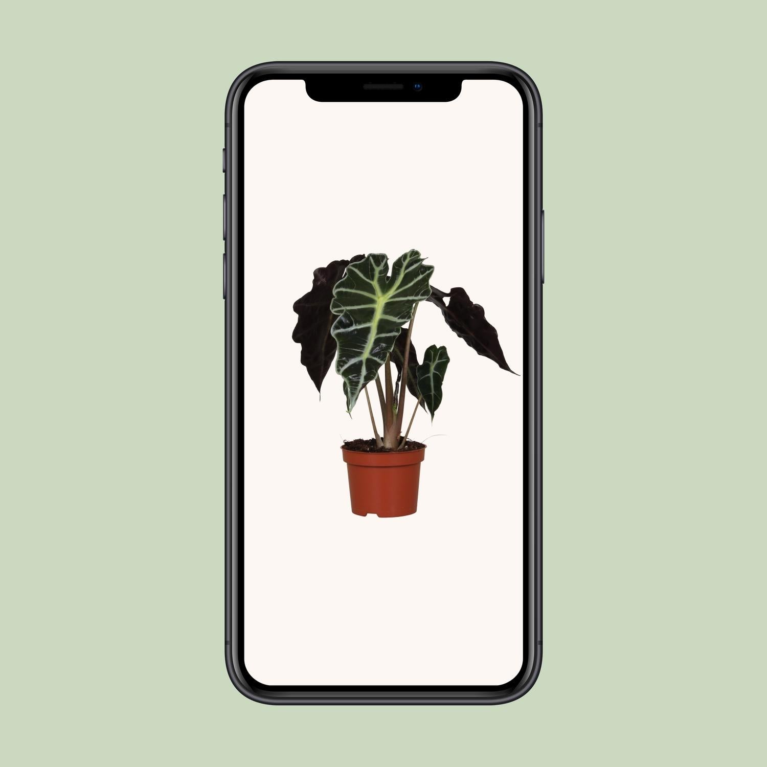 Alocasia Amazonica Polly - Ø12cm - ↕30cm bei Pflanzfix24.de - Pflanzfix24.de