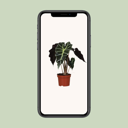 Alocasia Amazonica Polly - Ø12cm - ↕30cm bei Pflanzfix24.de - Pflanzfix24.de