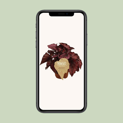 Begonia Rex Redbull - Ø12 ↕25 von Pflanzfix24