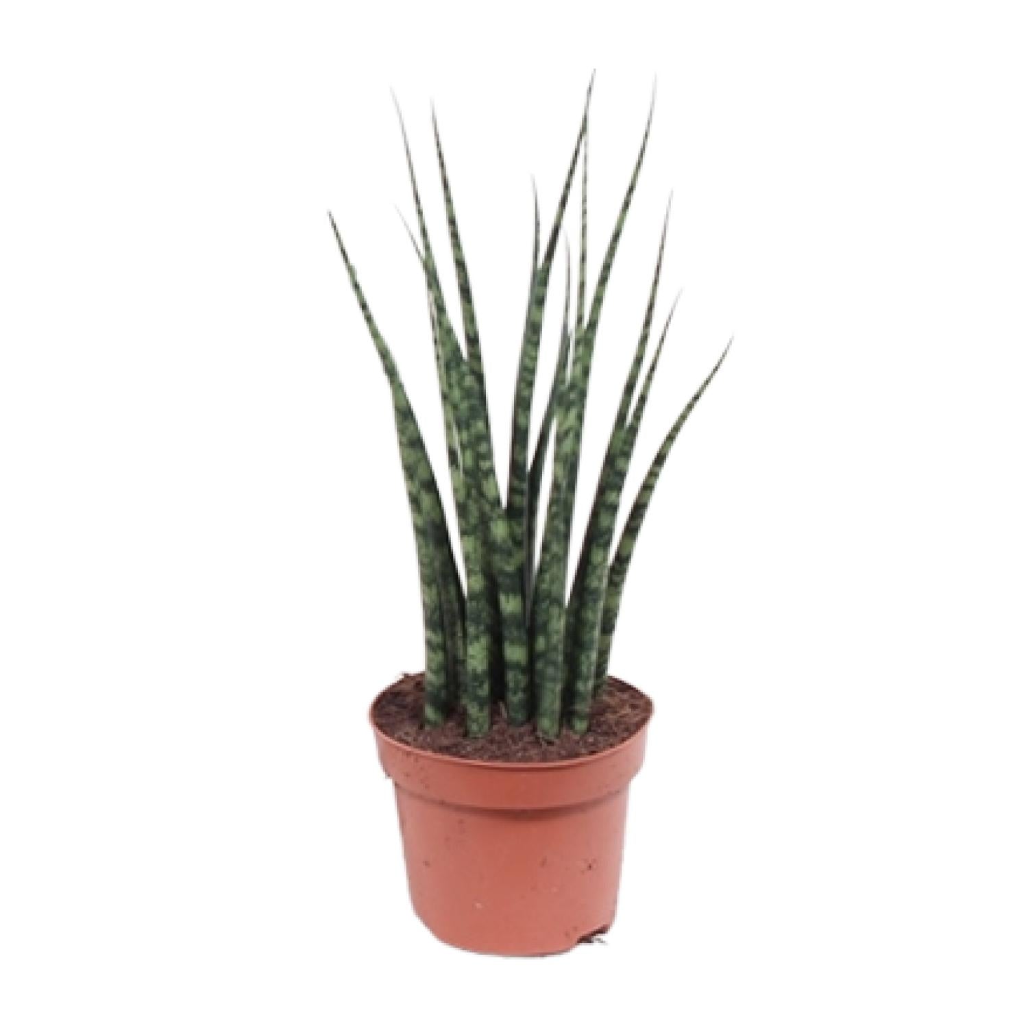 Sansevieria Fernwood Mikado Ø12cm – 40cm hoch | Pflanzfix24.de - Pflanzfix24.de
