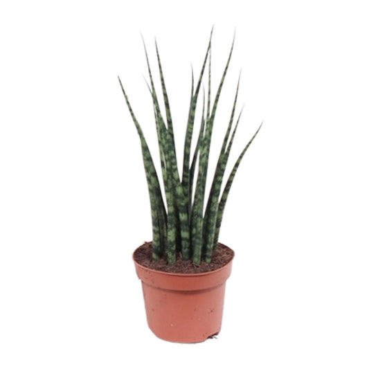 Sansevieria Fernwood Mikado Ø12cm – 40cm hoch | Pflanzfix24.de - Pflanzfix24.de