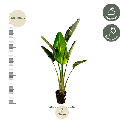 Strelitzia Augusta 180 cm Ø30 – Weiße Paradiesvogel Pflanze | Pflanzfix24