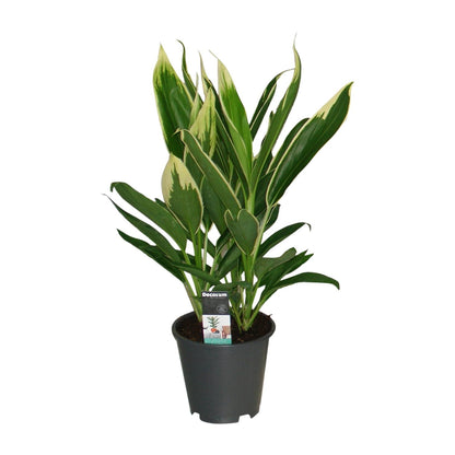 Cordyline New Conga - Ø19cm - ↕60cm - Pflanzfix24