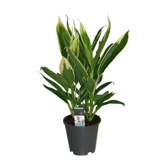 Cordyline New Conga - Ø19cm - ↕60cm - Pflanzfix24