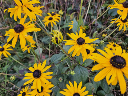 24x Rudbeckia fulgida 'Goldsturm' - ↕10-25cm - Ø9cm - Pflanzfix24