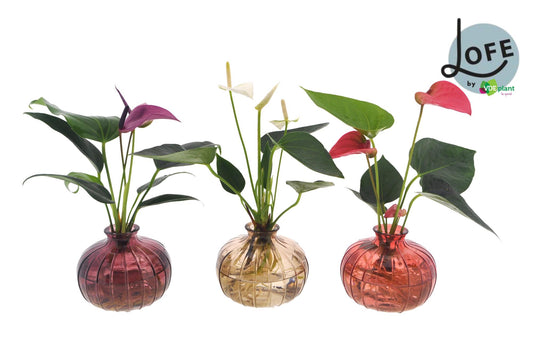 Anthurium Mix in Nela 3 Farben - 3 Stücke - Ø12cm - ↕30cm - Pflanzfix24