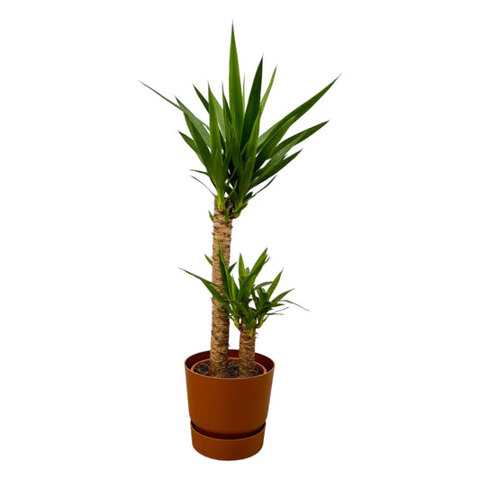 Yucca - 100cm - Ø21cm inclusief elho Greenville Round bruin D24xH23 - Pflanzfix24