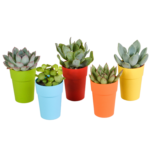 Vetplanten-Mischung 5x Sukkulenten 5,5 cm bunter Kunststofftopf | Pflanzfix24.de - Pflanzfix24.de